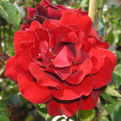 Rosen - 18 - Die Rose ist seit tausenden von Jahren in Gärten zu finden. Und es gibt immer wieder… (-994)