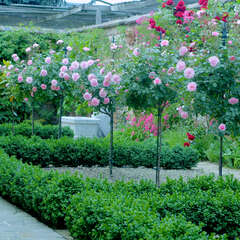 Rosen mit Stämmchen - 6 - Für den ganz besonderen Blickfang im Garten sorgen die edlen… (154)