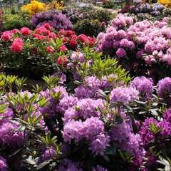 Moorbeetpflanzen - 127 - Die bezaubernde Blütenwelt der Magnolien, Azaleen, Rhododendren,… (1011)