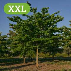 XXL-Großbäume - 177 - Ein einmaliges Sortiment an XL und XXL Großbäumen geschult in unserer… (1101)