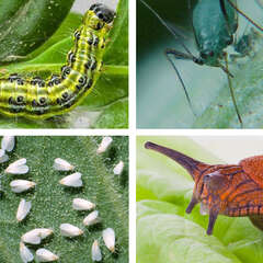Tierische Schädiger - 46 - Wenn Pflanzen mit Schädlingsbefall zu kämpfen haben, brauchen Sie die… (158)