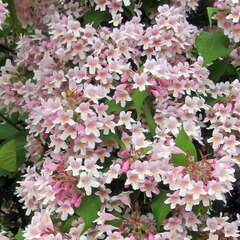 Blütenhecke - 194 - Abwechslungsreich, farbenfroh, langblühend - Blütenhecken schaffen Gartenräume. (36)