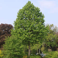 Alle Bäume - 215 - Bäume - Laubgehölze zur Verwendung als Zierbäume, Gartenbäume, Straßenbäume,… (38)