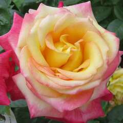Rosen - 317 - Die Königin der Blumen in ihrer ganzen botanischen Vielfalt. (6)