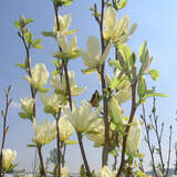 Magnolia denudata 'Yellow River' - Gelbe Magnolie