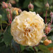 Rose 'Buff Beauty' (moschata): Bild 5/8