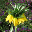 Fritillaria imperialis 'Lutea': Bild 1/5