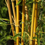 Phyllostachys aureosulcata 'Aureocaulis' - Goldband-Bambus