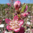 Prunus nuc. 'Tellernektarine': Bild 3/3