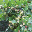 Quercus robur: Bild 4/8