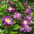 Rose 'Veilchenblau' (multiflora): Bild 1/13