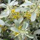 Elaeagnus angustifolia 'Quicksilver' - Schmalblättrige Ölweide