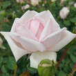 Rose 'New Dawn': Bild 3/9