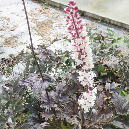 Silberkerze Actaea simplex Brunette weiß