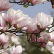Magnolia soulangeana: Bild 4/9