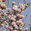 Magnolia soulangeana: Bild 3/9