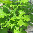 Quercus robur 'Fastigiata': Bild 2/2