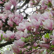 Magnolia soulangeana: Bild 2/9