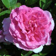 Rose 'Gertrude Jekyll': Bild 3/10