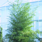Phyllostachys nigra - Schwarzer Bambus