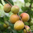 Prunus armeniaca 'Klosterneuburger': Bild 2/4