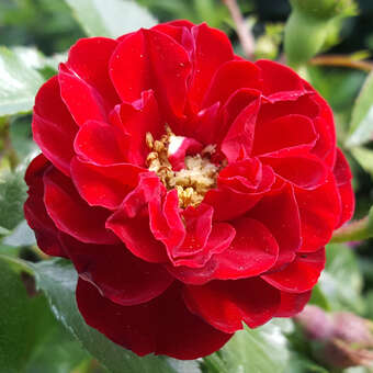 Rose 'Rote The Fairy'