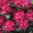 Rhododendron INKARHO - rot: Bild 1/1