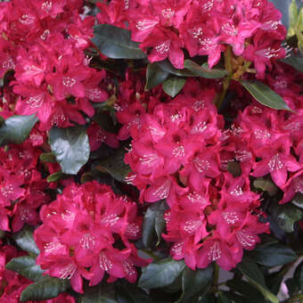Rhododendron INKARHO - rot
