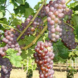 Vitis vinifera 'Gutedel Rot' - Weinrebe