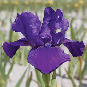 Iris pumila 'Indian Light'