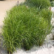 Carex acutiformis: Bild 1/1