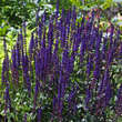 Salvia nemorosa 'Caradonna': Bild 3/5