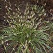 Carex morrowii 'Goldband': Bild 2/6