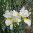 Iris sibirica 'Harpswell Happiness': Bild 2/3