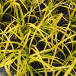 Carex elata 'Aurea': Bild 3/3