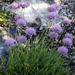 Allium senescens: Bild 2/2