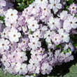 Phlox douglasii 'Lilac Cloud': Bild 2/3