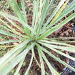 Yucca rostrata 'Sapphire Skies': Bild 2/2