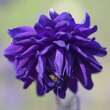 Aquilegia vulgaris 'Blue Barlow': Bild 3/4