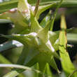 Carex grayi: Bild 4/5