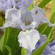 Iris pumila 'Sapphire Gem': Bild 2/2