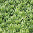 Euphorbia amygdaloides robbiae: Bild 4/5
