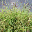 Carex flacca: Bild 2/4