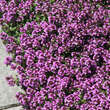 Thymus praecox 'Purple Beauty': Bild 2/4