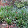 Carex morrowii 'Irish Green': Bild 7/8