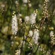 Actaea japonica 'Silver Dance': Bild 1/2