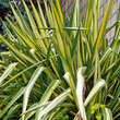 Yucca filamentosa 'Color Guard': Bild 3/4