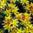 Sedum floriferum 'Weihenstephaner Gold': Bild 1/5