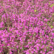 Thymus praecox 'Purple Beauty': Bild 4/4