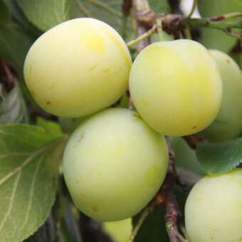 Prunus domestica 'Große Grüne Ringlotte'